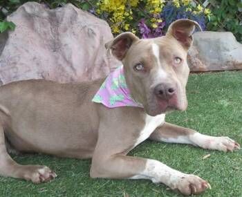 IZZY -  Pit Bull Terrier and Australian Cattle Dog Blue Heeler Dog for Adoption in Oklahoma City, Oklahoma - IZZY | PetCurious