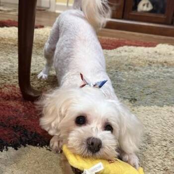 ShaNayNay -  Maltipoo Dog for Adoption in Memphis, Tennessee - ShaNayNay | PetCurious
