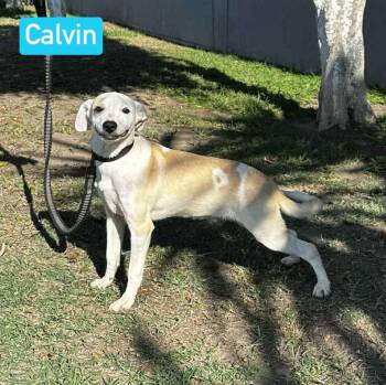Rescue Mixed Breed Dogs for Adoption in Puyallup, Washington - Calvin | PetCurious