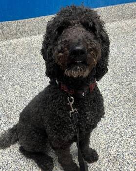 Arlo -  Standard Poodle Dog for Adoption in Golden, Colorado - Arlo | PetCurious