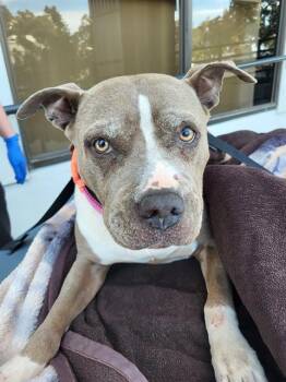 GIRL -  American Staffordshire Terrier Dog for Adoption in San Antonio, Texas - GIRL | PetCurious