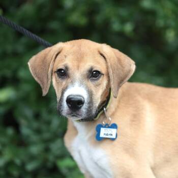 Hahn -  Retriever Dog for Adoption in Wake Forest, North Carolina - Hahn | PetCurious