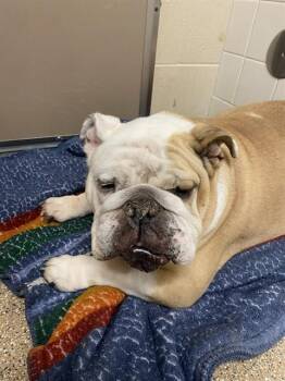 English Bulldog Dogs Available for Adoption - KEKE | PetCurious