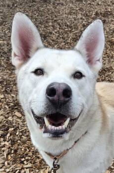 Siberian Husky and Labrador Retriever Dogs Available for Adoption in Salem, Oregon - Sprite | PetCurious