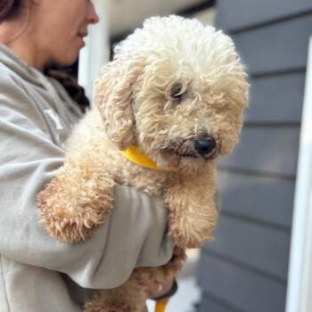 Sicily -  Golden Retriever and Poodle Dog for Adoption in Campton Hills, Illinois - Sicily | PetCurious