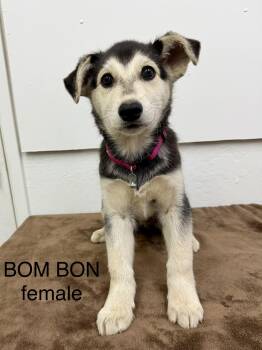 Bom bon 0126 -  Husky and Labrador Retriever Dog for Adoption in Sonora, California - Bom Bon 0126 | PetCurious