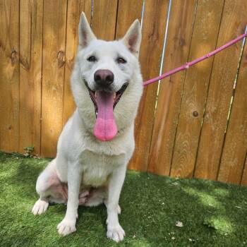 Rescue Husky and Shepherd Dogs for Adoption in Austin, Texas - Arabella JuM | PetCurious