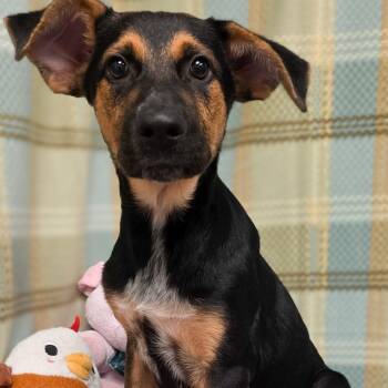 Dennis -  Shepherd Dog for Adoption in Gainesville, Texas - Dennis | PetCurious