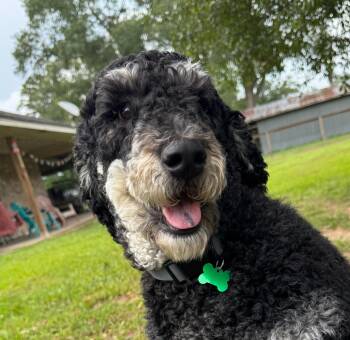 Raven -  Labradoodle Dog for Adoption in Garland, Texas - Raven | PetCurious