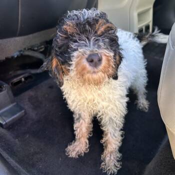 Stray - Broad Street -  Miniature Poodle and Bernese Mountain Dog Dog for Adoption in Roxboro, North Carolina - Stray - Broad Street | PetCurious