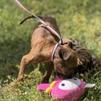 Boxer Dogs Available for Adoption in Locust Fork, Alabama - SUNDAY | PetCurious