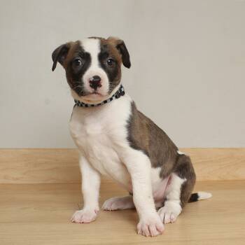 Rescue Collie and Mixed Breed Dogs for Adoption in Minnetonka, Minnesota - Henry Waternoose D66679 | PetCurious