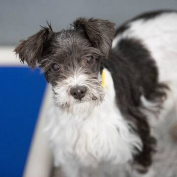 Rescue Schnauzer Dogs for Adoption in Peyton, Colorado - Ella (JN25-438) | PetCurious