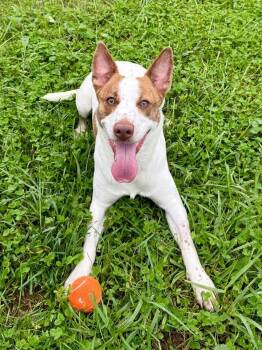 Tizzy -  Mixed Breed Dog for Adoption in Wooster, Ohio - Tizzy | PetCurious