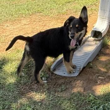 Brownie -  Border Collie Dog for Adoption in Jefferson City, Tennessee - Brownie | PetCurious