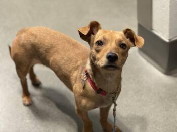 Chihuahua and Dachshund Dogs Available for Adoption - Tortellini | PetCurious
