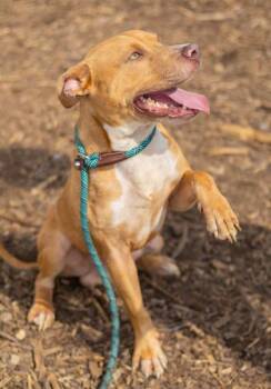 Mock -  Mixed Breed Dog for Adoption in Chamblee, Georgia - Mock | PetCurious