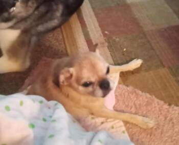 **Hope - Drain Pipe Girl -  Pug and Chihuahua Dog for Adoption in Rootstown, Ohio - **Hope - Drain Pipe Girl | PetCurious