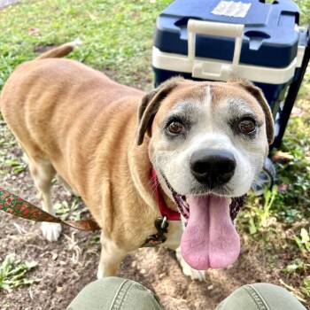 Rescue Shepherd Dogs for Adoption in Riverwoods, Illinois - Gemma | PetCurious