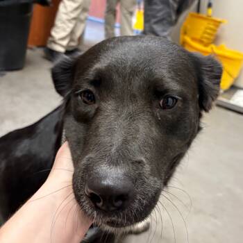 Rescue Labrador Retriever Dogs for Adoption in Yuma, Arizona - Dolly | PetCurious