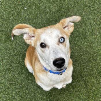 Slate -  Mixed Breed Dog for Adoption in Asheville, North Carolina - Slate | PetCurious
