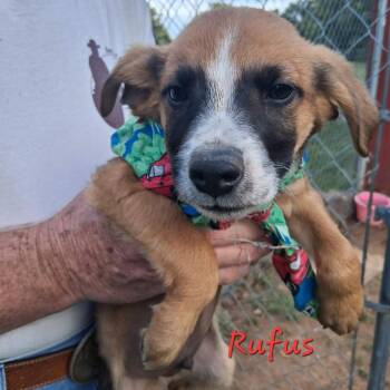 Rufus * -  Labrador Retriever and Hound Dog for Adoption in Ferndale, Michigan - Rufus * | PetCurious