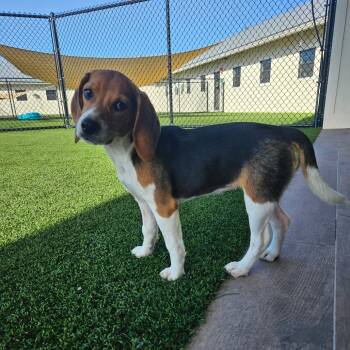 EGG6 8681 aka Penny -  Beagle Dog for Adoption in Loxahatchee Groves, Florida - EGG6 8681 Aka Penny | PetCurious