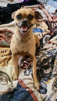 Stella -  Pug and Chihuahua Dog for Adoption in Mesa, Arizona - Stella | PetCurious