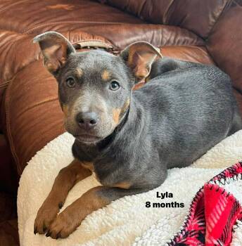 Australian Kelpie Dogs Available for Adoption - Lyla The Kelpie Mix | PetCurious