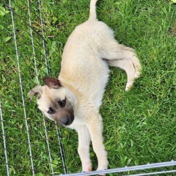 Shepherd and Mixed Breed Dogs Available for Adoption in Northville, Michigan - River | PetCurious