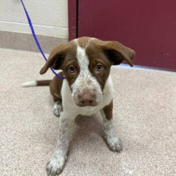 Sunflower -  Cattle Dog and Mixed Breed Dog for Adoption in Ardmore, Oklahoma - Sunflower | PetCurious