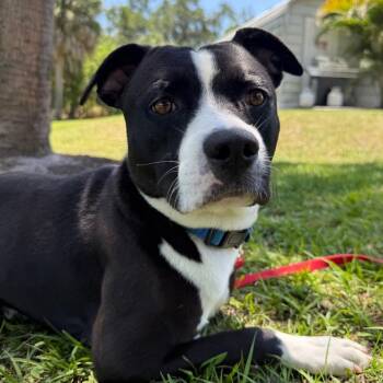 Bandit -  Mixed Breed Dog for Adoption in Sarasota, Florida - Bandit | PetCurious