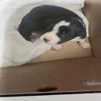 Border Collie and Mixed Breed Dogs Available for Adoption - Oreo | PetCurious