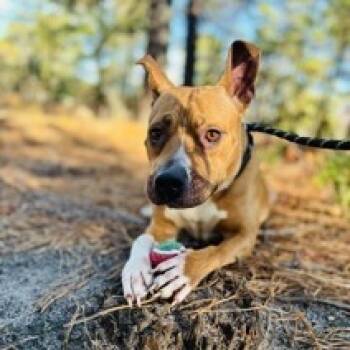 Rescue Mixed Breed Dogs for Adoption in Newark, New Jersey - Houston | PetCurious