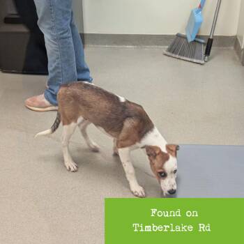 Terrier and Hound Dogs Available for Adoption in Lynchburg, Virginia - Meade | PetCurious