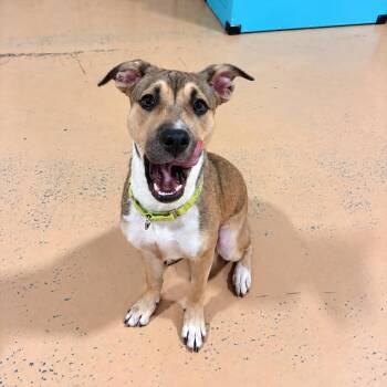Sarah -  Pit Bull Terrier Dog for Adoption in Pembroke, Massachusetts - Sarah | PetCurious