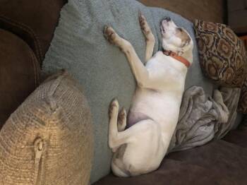 Rescue Labrador Retriever Dogs for Adoption in Waynesboro, Tennessee - Laverne | PetCurious