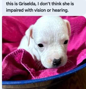 Griselda -  Boxer and Mixed Breed Dog for Adoption in West Memphis, Arkansas - Griselda | PetCurious