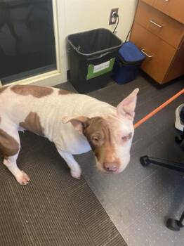 PEPPA PIGGY -  Pit Bull Terrier and Shar Pei Dog for Adoption in West Valley City, Utah - PEPPA PIGGY | PetCurious