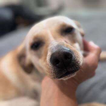 Nala -  Chihuahua Dog for Adoption in San Diego, California - Nala | PetCurious