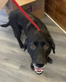 Hester -  Labrador Retriever and Mixed Breed Dog for Adoption in West Memphis, Arkansas - Hester | PetCurious