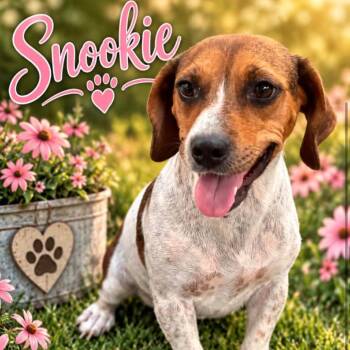 Snookie -  Beagle Dog for Adoption in Grand Junction, Colorado - Snookie | PetCurious