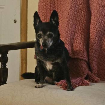 Leo -  Chihuahua Dog for Adoption in Kansas City, Missouri - Leo | PetCurious