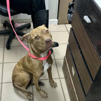 Echo -  Pit Bull Terrier Dog for Adoption in Starkville, Mississippi - Echo | PetCurious