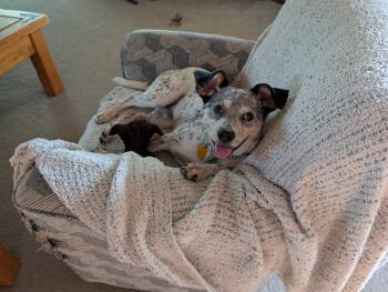 Patches -  Australian Cattle Dog Blue Heeler Dog for Adoption in Evergreen, Colorado - Patches | PetCurious