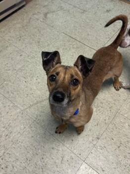 Anubis -  Mixed Breed Dog for Adoption in Rapid City, South Dakota - Anubis | PetCurious