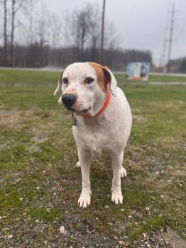 Labrador Retriever Dogs Available for Adoption in Muskegon, Michigan - Chance | PetCurious