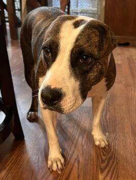 Kallista -  Pit Bull Terrier Dog for Adoption in Boston, Massachusetts - Kallista | PetCurious