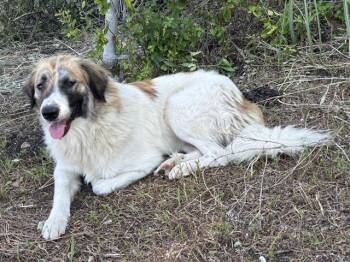PRETZEL -  Great Pyrenees and Mixed Breed Dog for Adoption in Killeen, Texas - PRETZEL | PetCurious