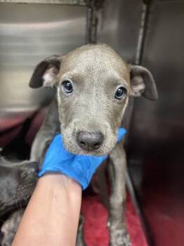 A480020 -  Pit Bull Terrier and Mixed Breed Dog for Adoption in Oklahoma City, Oklahoma - A480020 | PetCurious